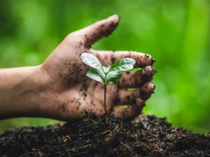 فوائد الشيتوزان كمحفز لنمو النباتات