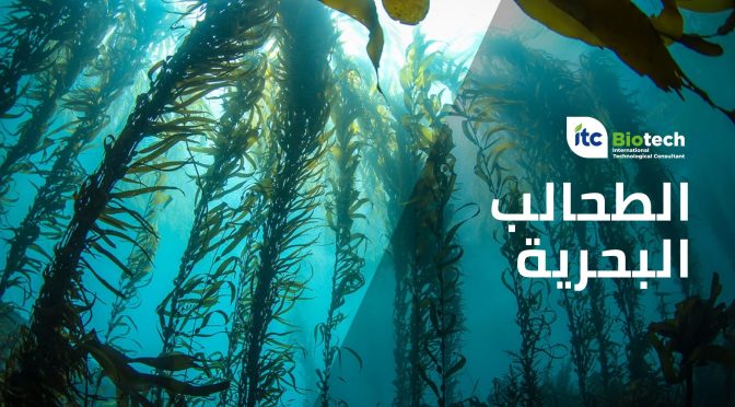 Seaweed: What is Seaweed Fertilizer, Its Benefits for Agriculture, and How is It Used?