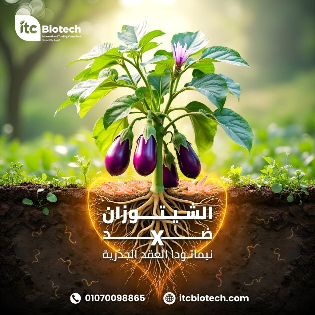 إمكانية استخدام الشيتوزان بمفرده وبالاشتراك مع المخلفات الزراعية ضد نيماتودا العقد الجذرية Meloidogyne incognita التي تصيب الباذنجان