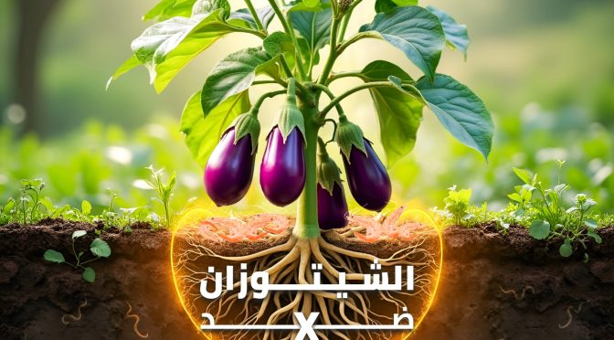(العربية) إمكانية استخدام الشيتوزان بمفرده وبالاشتراك مع المخلفات الزراعية ضد نيماتودا العقد الجذرية Meloidogyne incognita التي تصيب الباذنجان