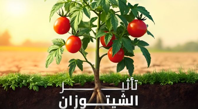 (العربية) الشيتوزان في الزراعة: فعاليته على الطماطم