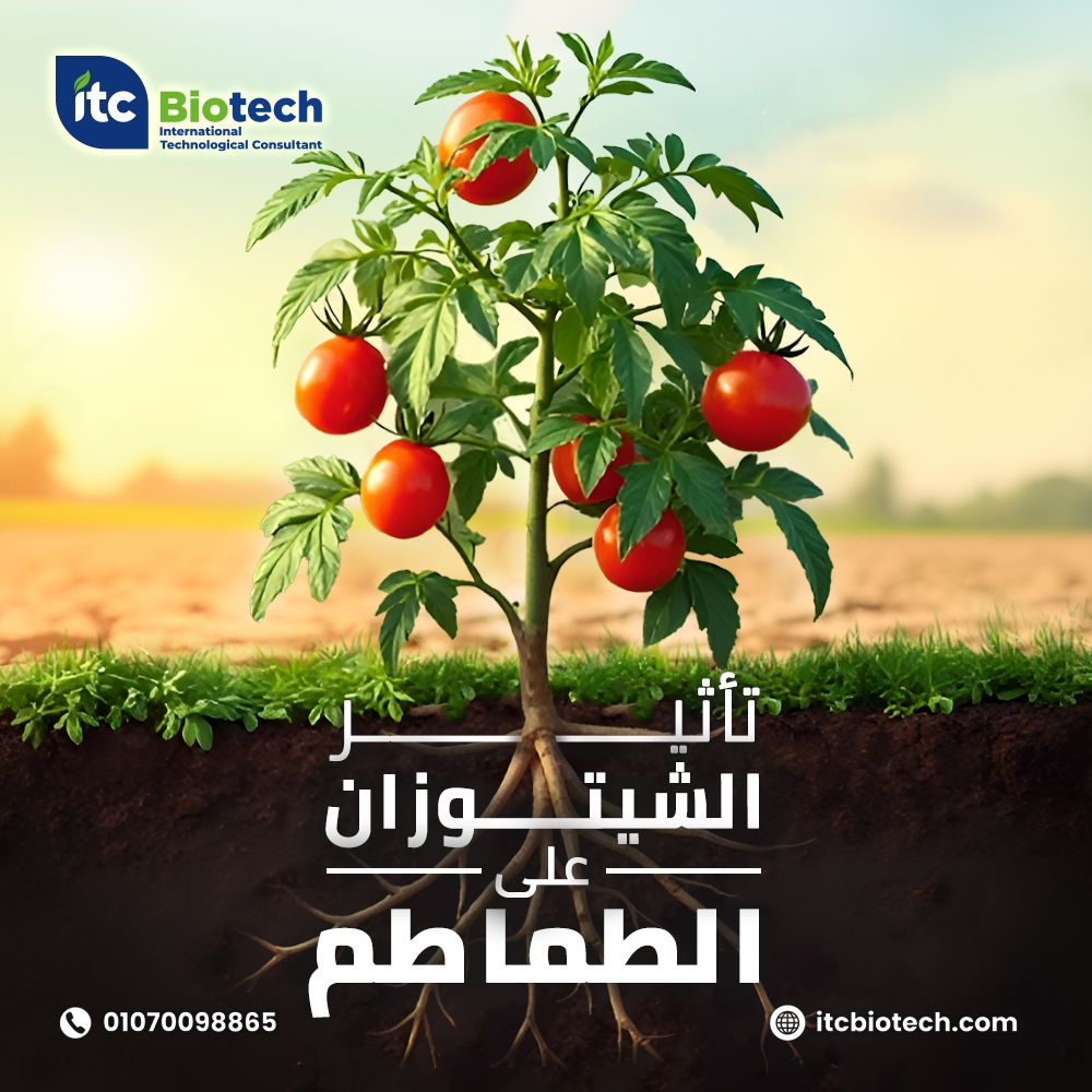 الشيتوزان في الزراعة: فعاليته على الطماطم