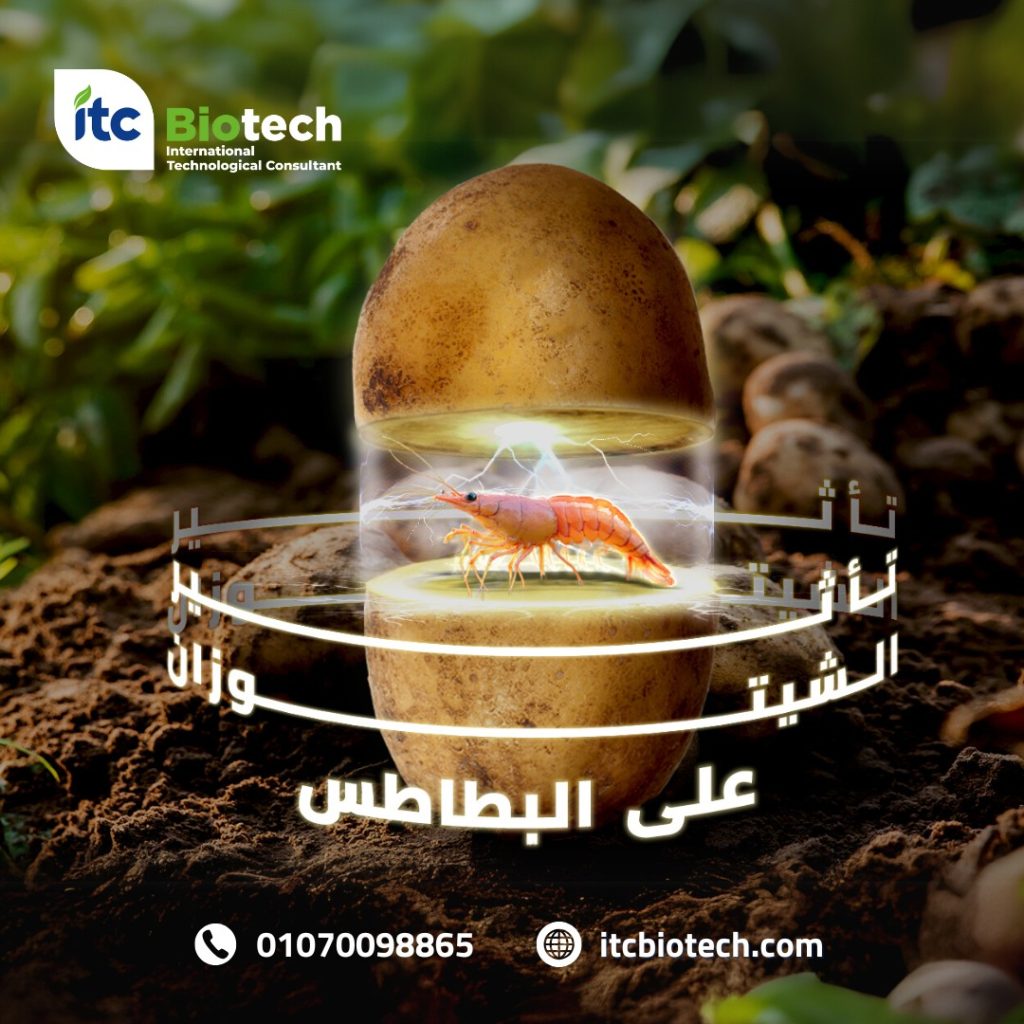 تأثير الشيتوزان الزراعي على مكافحة أمراض البطاطس التي يسببها فطر الفيوزاريوم.