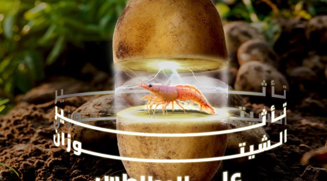 (العربية) تأثير الشيتوزان الزراعي على مكافحة أمراض البطاطس التي يسببها فطر الفيوزاريوم.