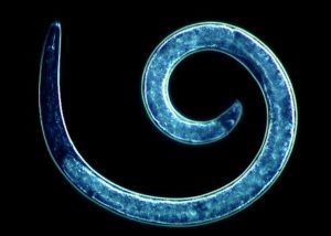النيماتودا الحلزونية
