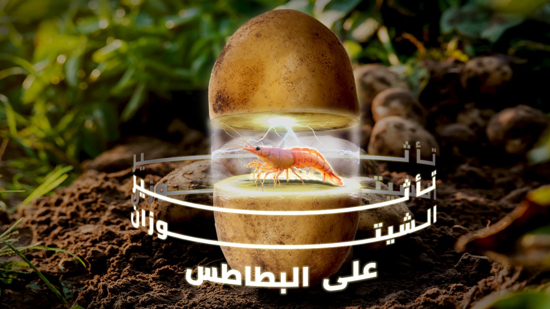 الشيتوزان و البطاطس