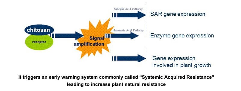 استخدامات الشيتوزان الزراعية