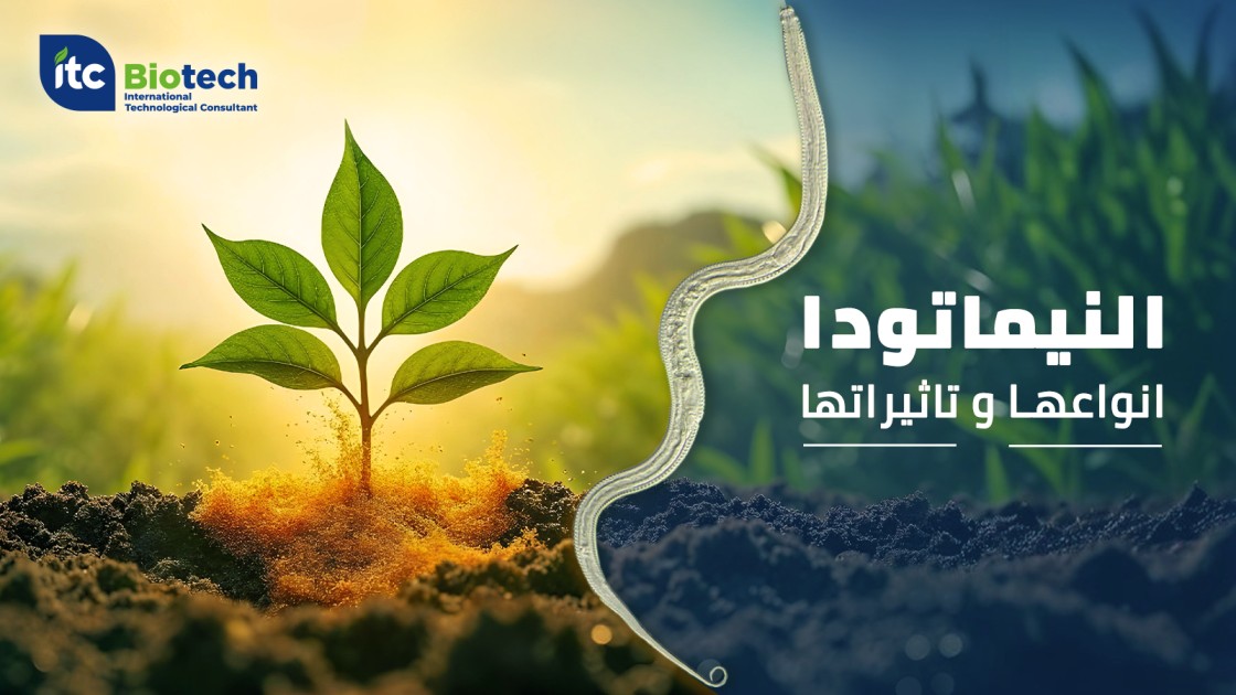 ماهي النيماتودا