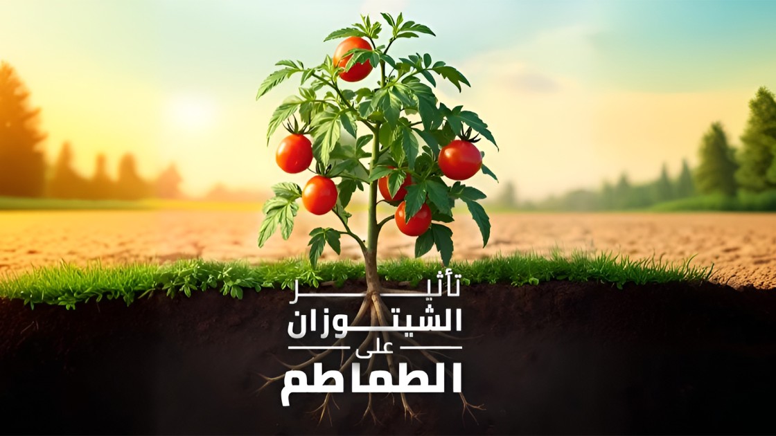 الشيتوزان و الطماطم