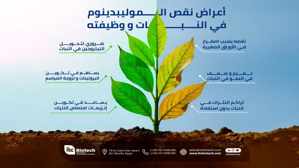 أعراض نقص الموليبدينوم في النبات و وظيفته