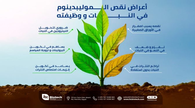 (العربية) أعراض نقص الموليبدينوم في النبات و وظيفته