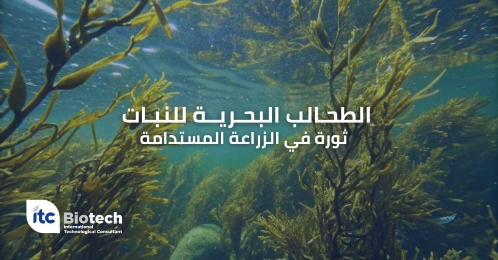 الطحالب البحرية للنبات: ثورة في الزراعة المستدامة