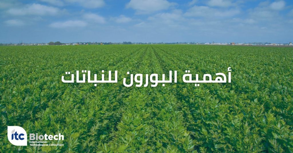 أهمية البورون للنباتات