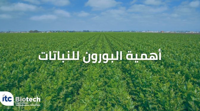 (العربية) أهمية البورون للنباتات