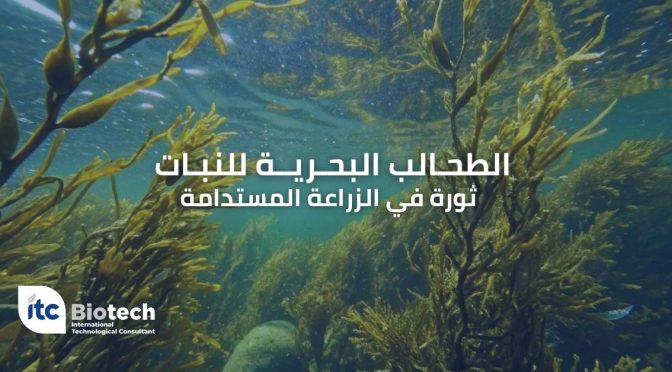 (العربية) الطحالب البحرية للنبات: ثورة في الزراعة المستدامة