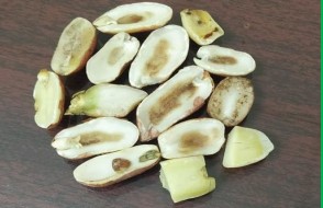 اعراض نقص البورون 