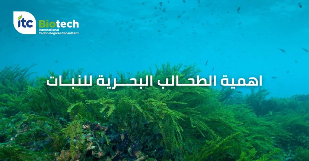 اهمية الطحالب البحرية للنبات