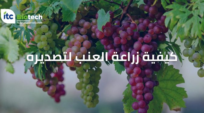 (العربية) كيفية زراعة العنب لتصديره: المراحل، وأفضل طرق الزراعة و  7أنواع لتصدير