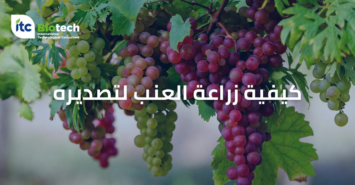 كيفية زراعة العنب لتصديره