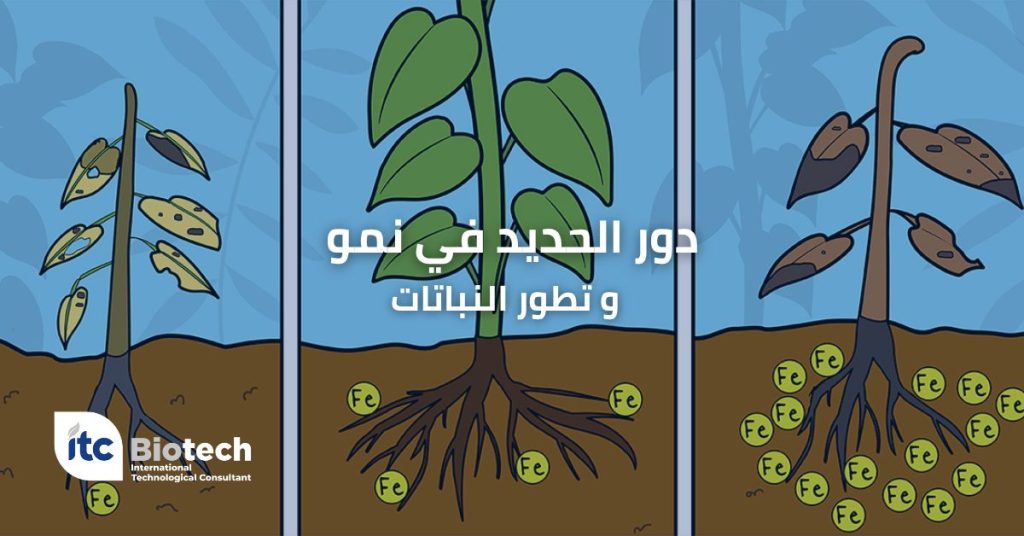 دور الحديد في نمو و تطور النباتات