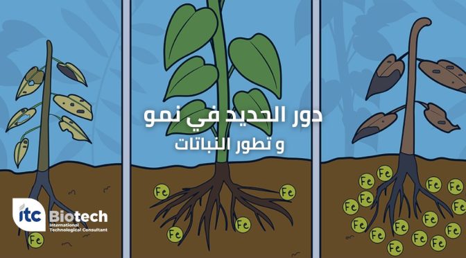 (العربية) دور الحديد في نمو و تطور النباتات