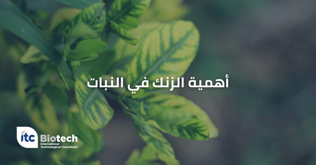 أهمية الزنك في النبات
