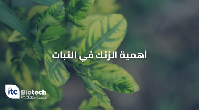 (العربية) أهمية الزنك في النبات