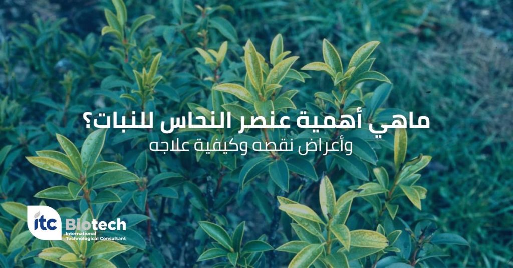 استخدام الشيتوزان الزراعي على المحاصيل البستانية