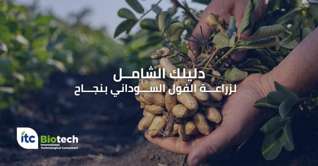 دليلك الشامل لزراعة الفول السوداني بنجاح