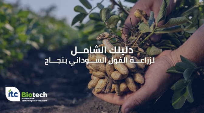 (العربية) دليلك الشامل لزراعة الفول السوداني بنجاح