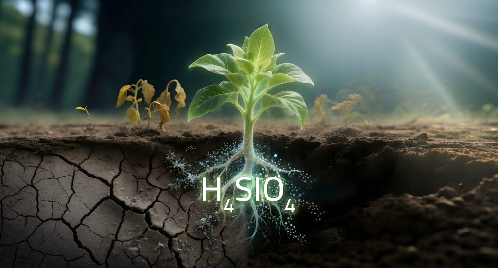  ملوحة التربة: دور حمض الأورثوسيليسيك في تخفيف إجهادها على النباتات