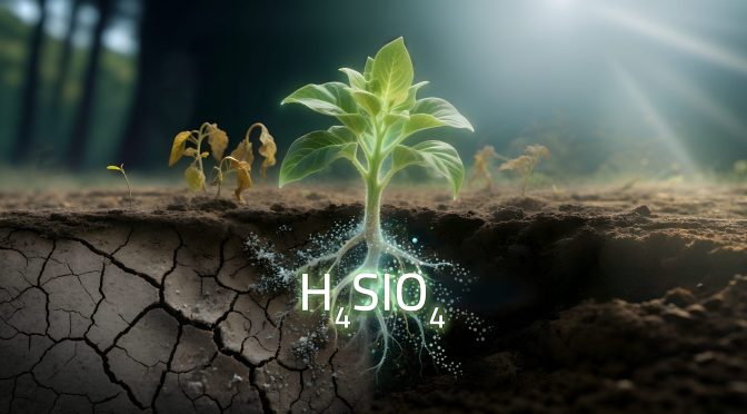  ملوحة التربة: دور حمض الأورثوسيليسيك في تخفيف إجهادها على النباتات