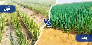 سر نجاح زراعة البصل: حلول مبتكرة لمواجهة الأمراض والإجهاد البيئي