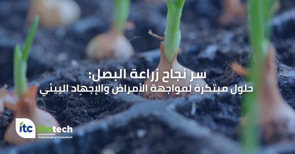 سر نجاح زراعة البصل: حلول مبتكرة لمواجهة الأمراض والإجهاد البيئي