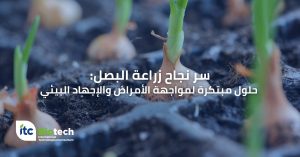 زراعة البصل: