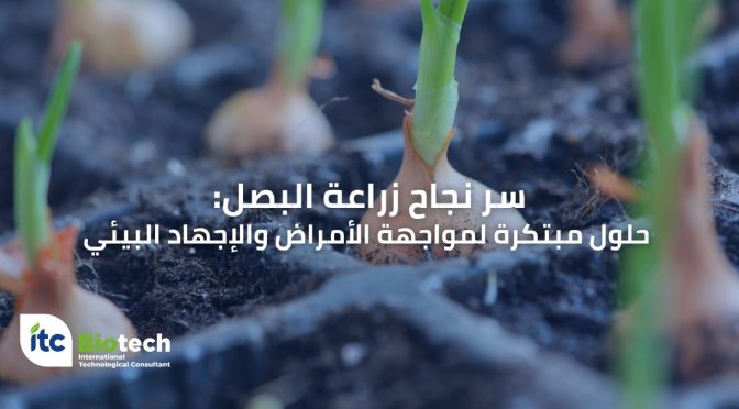 سر نجاح زراعة البصل: حلول مبتكرة لمواجهة الأمراض والإجهاد البيئي