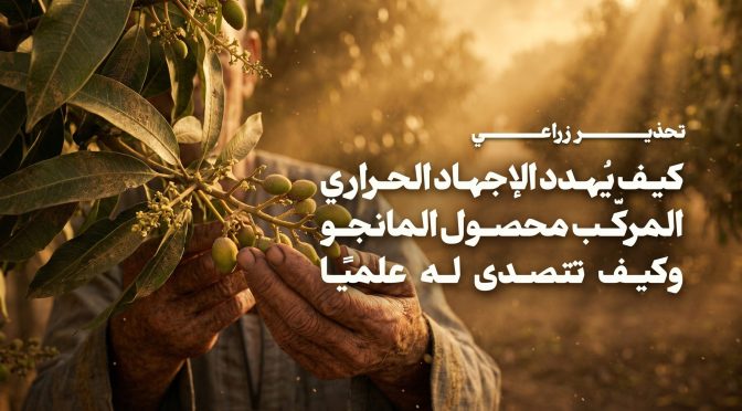 تحذير عاجل لمزارعي المانجو: كيف تحمي محصولك من الإجهاد الحراري ورياح الخماسين؟